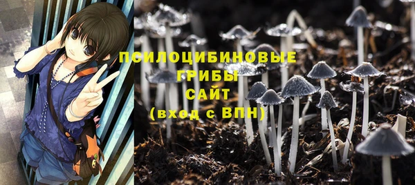 шишки Новозыбков