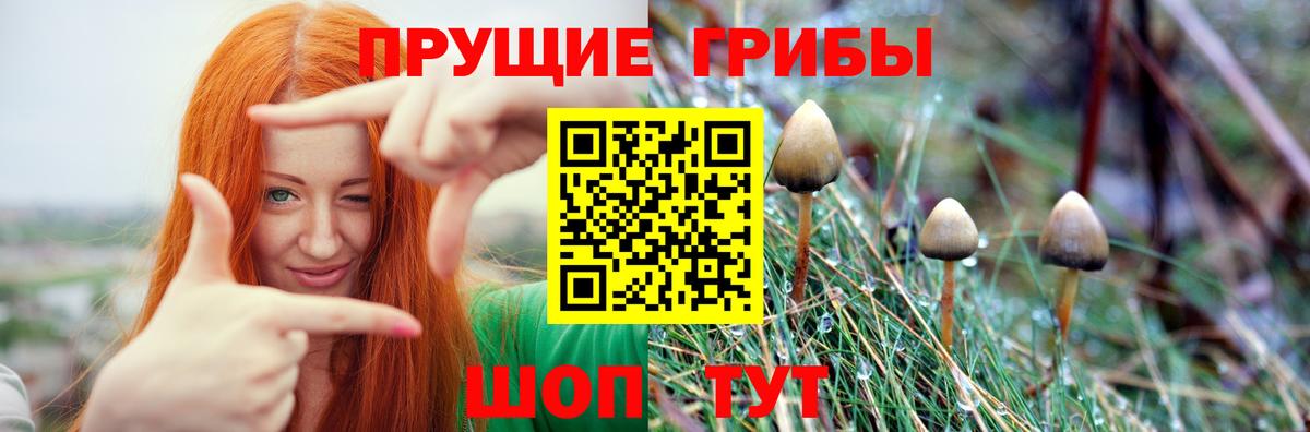 Псилоцибиновые грибы Psilocybe Искитим